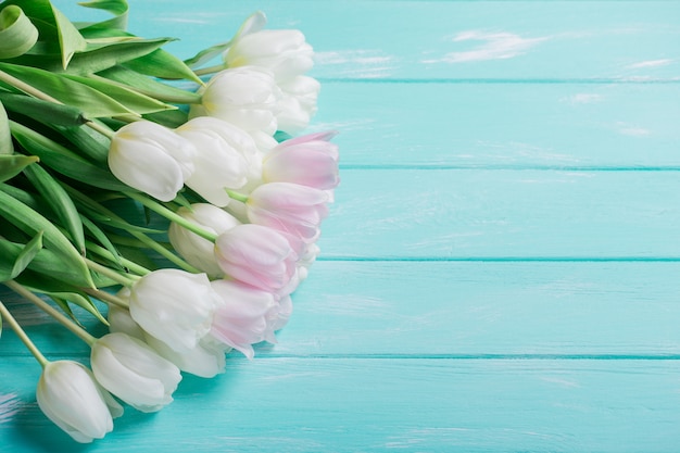 Pink and White Very Tender Tulips on Green Blue Wooden Background