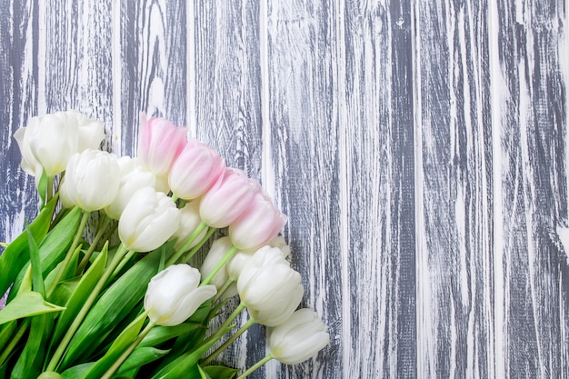 Pink and White Very Tender Tulips on White, Gray Wooden Backgrou