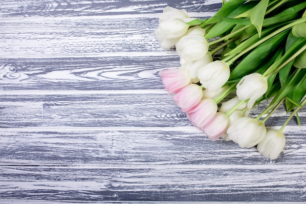 Pink and White Very Tender Tulips on White, Gray Wooden Backgrou