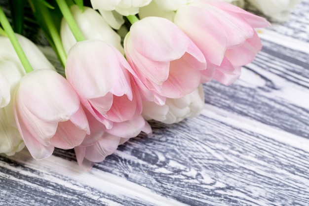 Pink and White Very Tender Tulips on White, Gray Wooden Backgrou