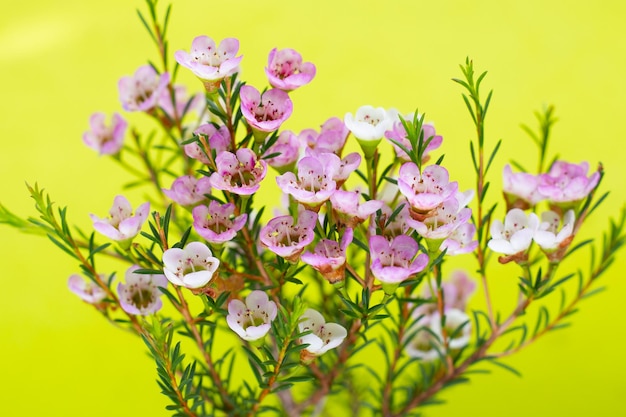 Pink white waxflower on green background