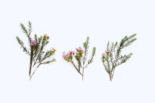 Pink white waxflower on white background