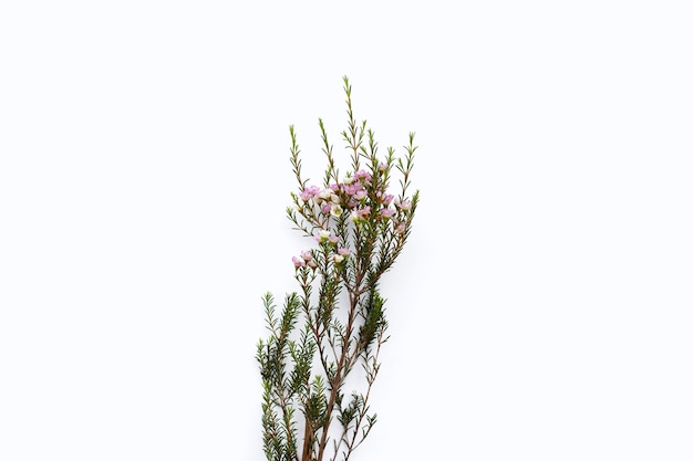 Pink white waxflower on white background