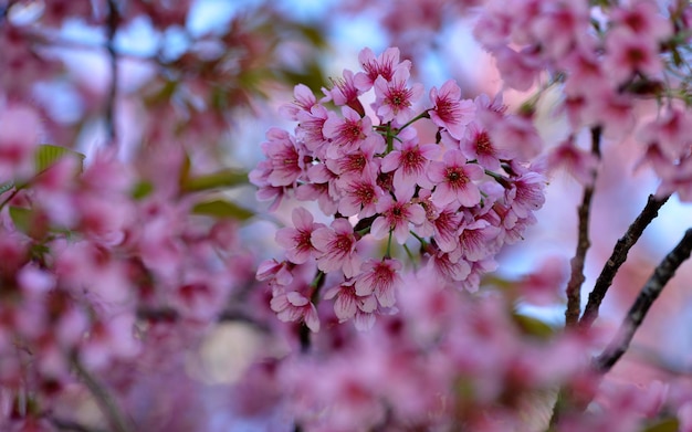 Pink Wild Himalayan flower bunch with blur blue sky background