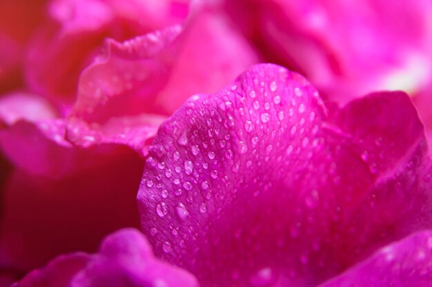 Pink wild rose wet leaves with water drops