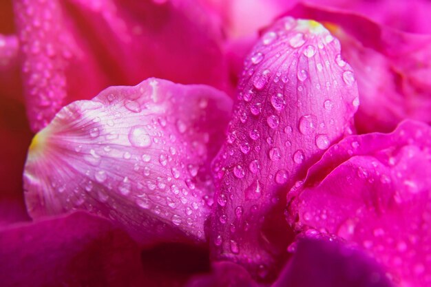 Pink wild rose wet leaves with water drops