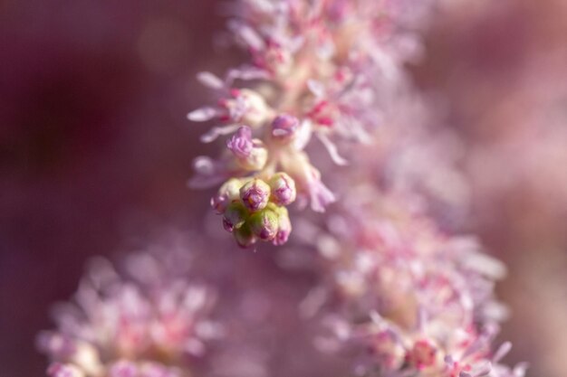 Pink willow spirea part of a flower macro Closeup