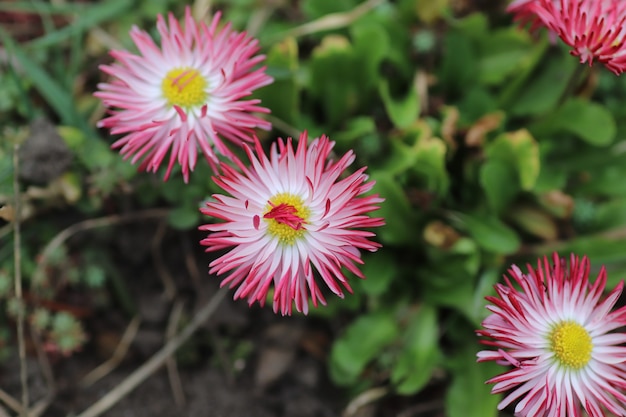 pink with white spring flowers with a fluffy yellow center on a sunny day