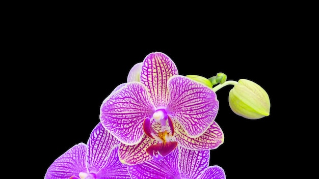 Pink x Doritaenopsis flowers blooming studio shot, with black background stock photo, close up.