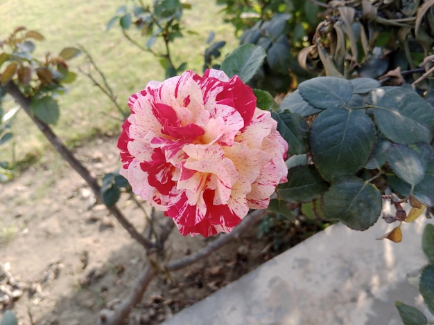 a pink and yellow flower in the garden