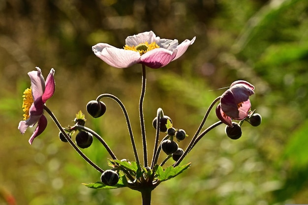 pink and yellow flowers