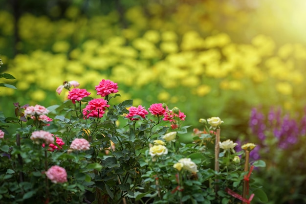 Pink yellow purple cream flower in the garden with sunlight effect for background