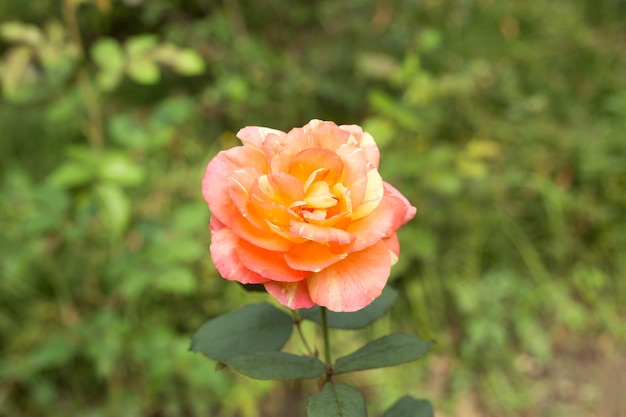 Pink and yellow rose on blur green leaves background