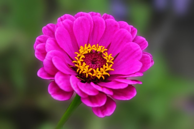 Pink Zenia is elegantly bathed in the sunshine of a summer day Zine flower graceful on background