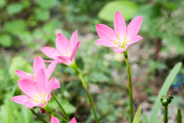 Pink zephyranthes flower (Rain Lily)