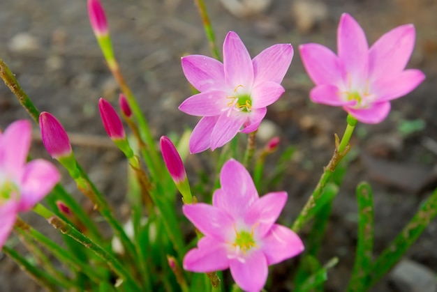 pink zephyranthes flowers bloom in the garden 