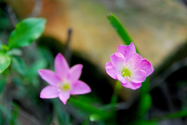 pink zephyranthes flowers bloom in the garden 