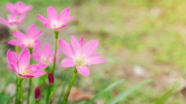 Pink Zephyranthes Lily flower in a garden.