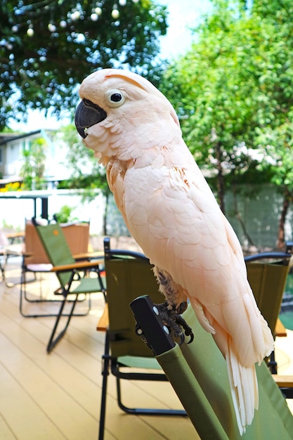 Photo pinkish white salmoncrested cockatoo perching on the garden chair