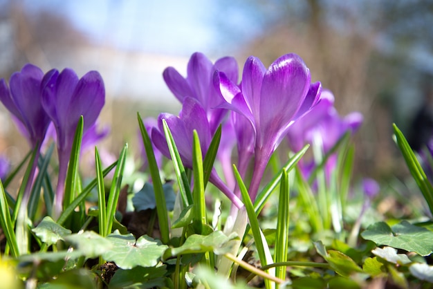 Pint Crocuses bloom in spring