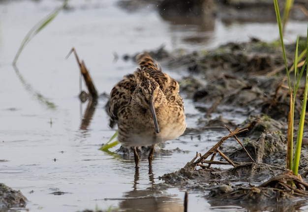 Pintailed Snipe standing on the ground with water