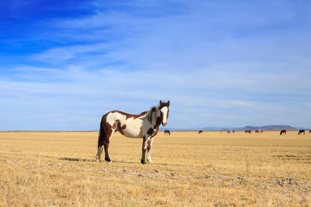 Pinto Horse Standing in Ranch Field