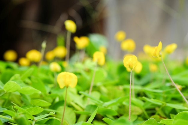 Pinto Peanut plant Small yellow flower 