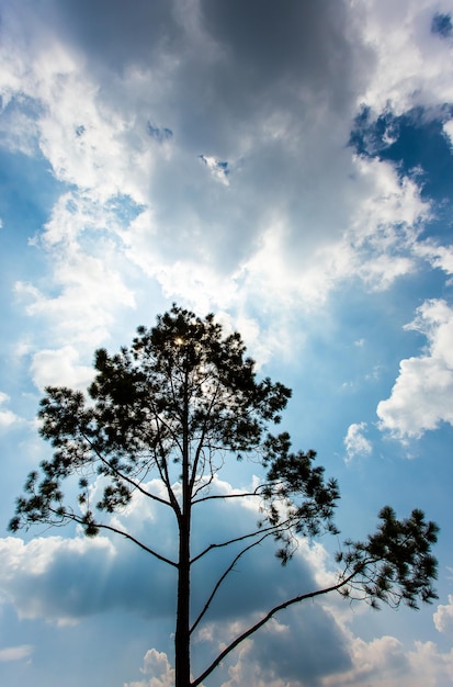 Pinus mugo It is also known as creeping pine dwarf mountain pine mugo pine