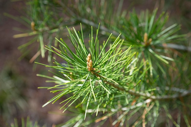 Pinus sylvestris Scotch pine European red pine Scots pine or Baltic pine branch with cones flowers