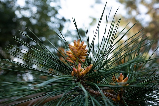 Pinus sylvestris scotch pine european red pine scots pine or baltic pine closeup macro selective foc