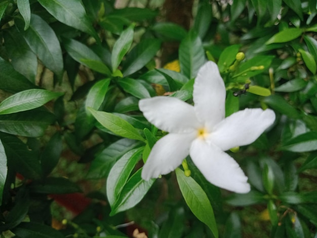 Pinwheel flower white flower background