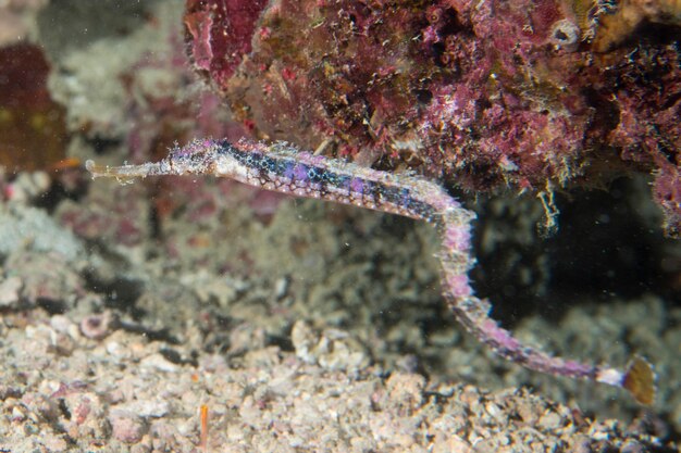 Pipe fish in Cebu, Philippines