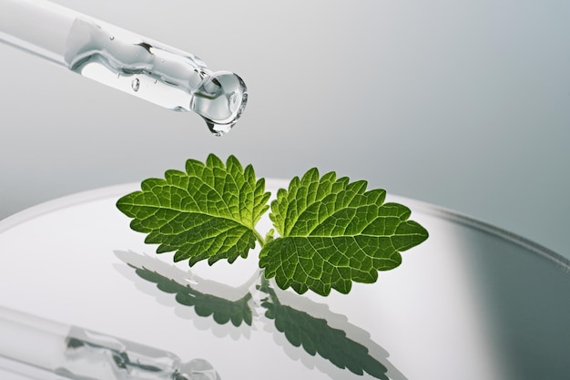 Pipette with Gel cosmetic drop and green leaf in petri dish on grey background