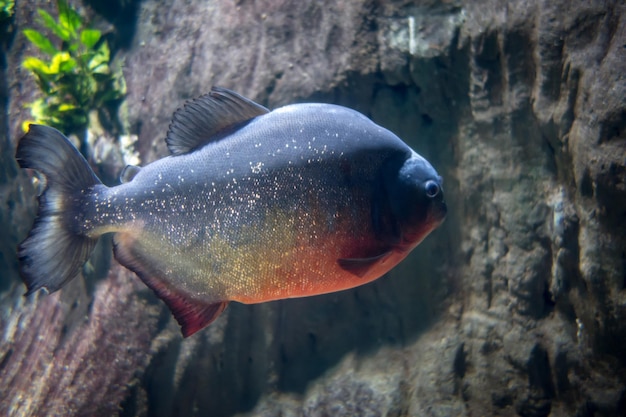 Piranha in a river