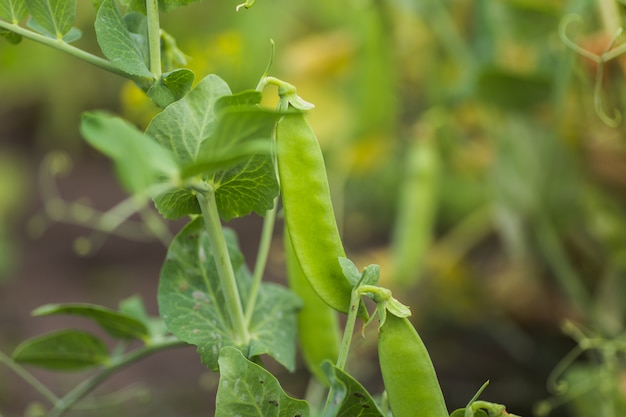 Pisum sativum, pea, garden peas in the garden