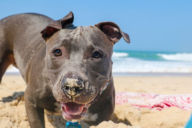 Pit Bull dog on the beach. Sunny day. Selective focus.