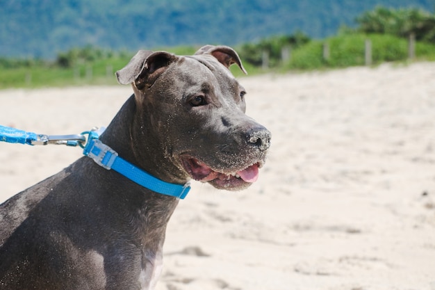 Pit Bull dog on the beach. Sunny day. Selective focus.