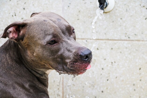 Pit bull dog drinking water from the tap after playing and having fun in the park. Selective focus.