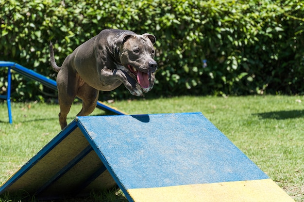 Pit bull dog jumping the obstacles while practicing agility and playing in the dog park. Dog place with toys like a ramp and tire for him to exercise.