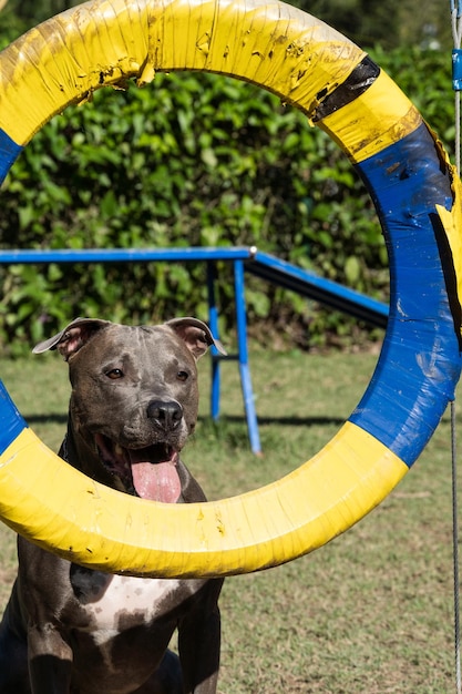 Pit bull dog jumping the obstacles while practicing agility and playing in the dog park Dog place with toys like a ramp and tire for him to exercise