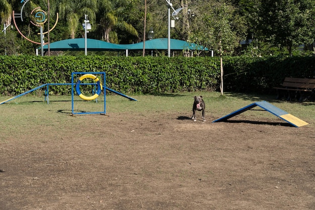 Pit bull dog jumping the obstacles while practicing agility and playing in the dog park Dog place with toys like a ramp and tire for him to exercise