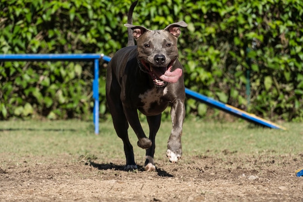 Pit bull dog jumping the obstacles while practicing agility and playing in the dog park Dog place with toys like a ramp and tire for him to exercise