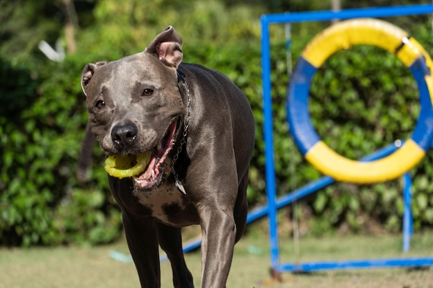 Pit bull dog jumping the obstacles while practicing agility and playing in the dog park Dog place with toys like a ramp and tire for him to exercise