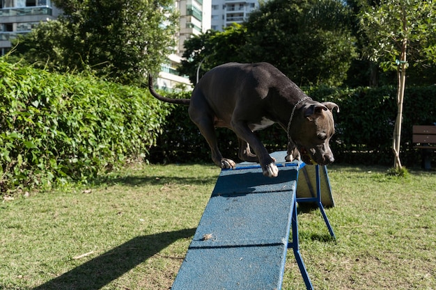 Pit bull dog jumping the obstacles while practicing agility and playing in the dog park Dog place with toys like a ramp and tire for him to exercise