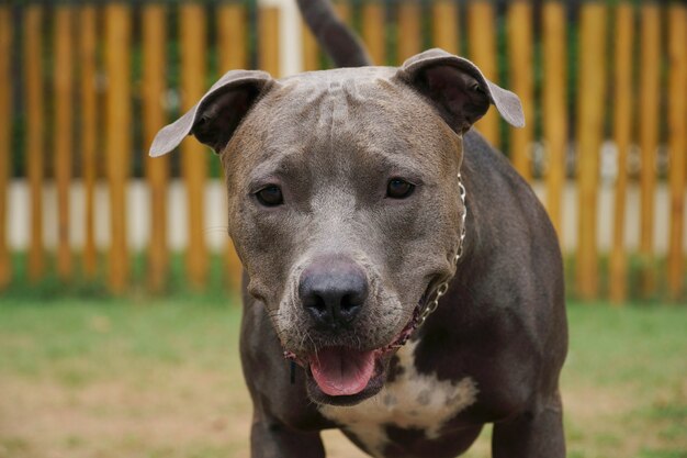 Pit bull dog in the park with green grass and wooden fence. Pit bull playing in the pet place.