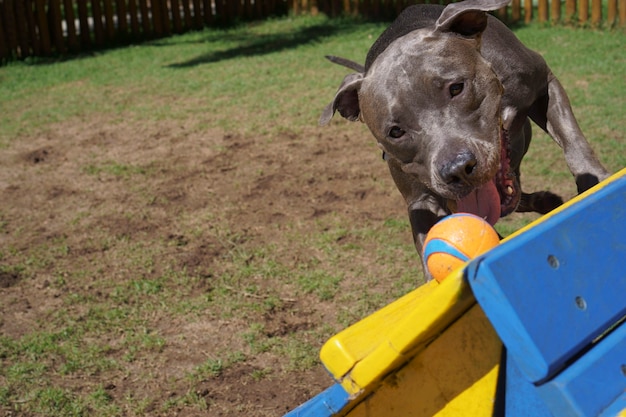 Pit bull dog in the park with green grass and wooden fence. Pit bull playing in the pet place.