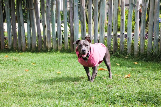 Pit bull dog in a pink sweatshirt playing in the park. Grassy area for dogs with exercise toys.