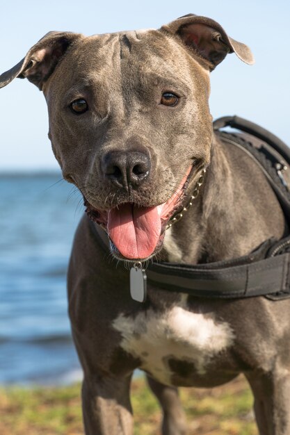 Pit bull dog playing in the Araruama lagoon, in Rio de Janeiro. Sunset light in sunny day. The Pitbull runs through water, sand and grass at the edge of the pond.