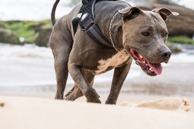 Pit Bull dog playing on the beach, enjoying the sea and sand. Sunny day. Selective focus.