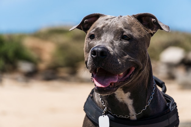 Pit Bull dog playing on the beach, enjoying the sea and sand. Sunny day. Selective focus.